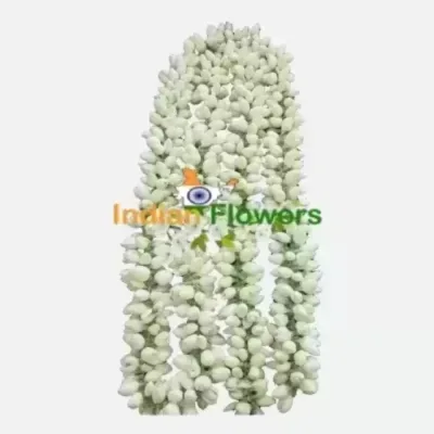 jasmine string in usa